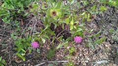 Centaurea pectinata