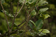 Melicope oahuensis