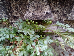 Asplenium ruta-muraria ruta-muraria