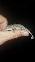 Bradypodion thamnobates