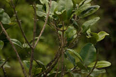 Melicope oahuensis