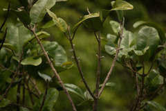 Melicope oahuensis
