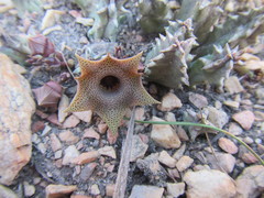 Huernia thuretii