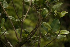 Melicope oahuensis