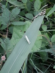 Caelifera