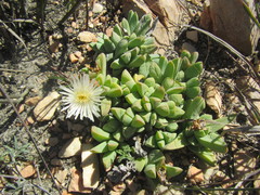 Corpuscularia lehmannii
