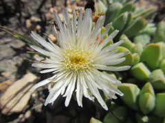 Corpuscularia lehmannii