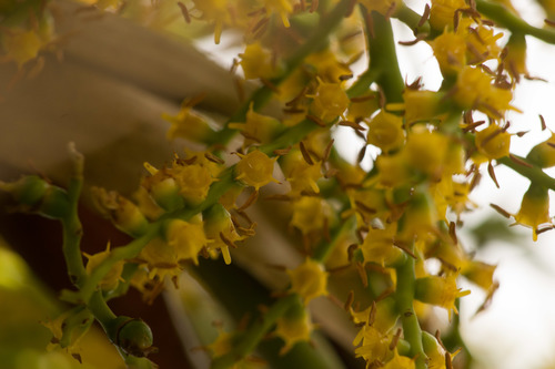 Pritchardia martii