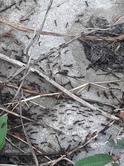 Formicidae