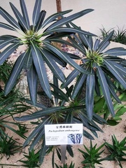 Pachypodiinae