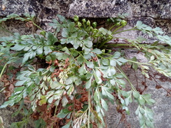 Asplenium ruta-muraria ruta-muraria