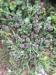 Lamium purpureum