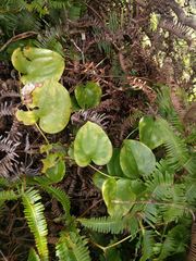 Smilax melastomifolia