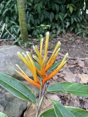Heliconia longiflora