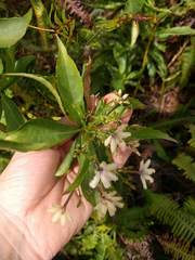 Scaevola gaudichaudiana