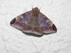 Pindara illibata