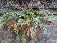 Asplenium ruta-muraria ruta-muraria