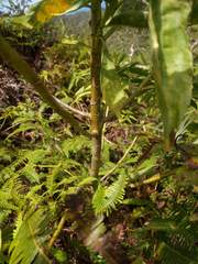 Scaevola gaudichaudiana