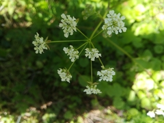 Anthriscus sylvestris