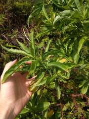 Scaevola gaudichaudiana