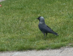 Corvus monedula