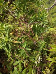 Scaevola gaudichaudiana