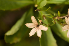 Scaevola gaudichaudiana