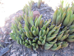 Bergeranthus scapiger