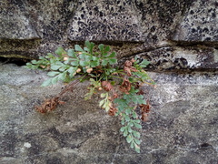 Asplenium ruta-muraria ruta-muraria