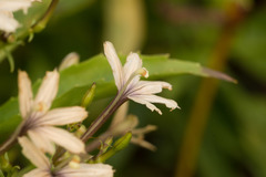 Scaevola gaudichaudiana