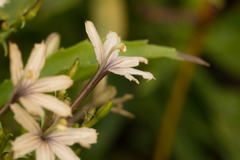 Scaevola gaudichaudiana