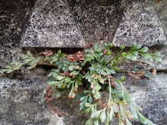 Asplenium ruta-muraria ruta-muraria