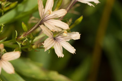 Scaevola gaudichaudiana
