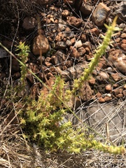 Crassula lanceolata