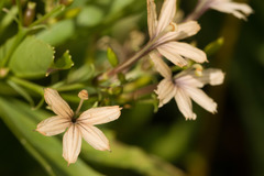 Scaevola gaudichaudiana
