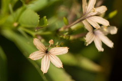 Scaevola gaudichaudiana