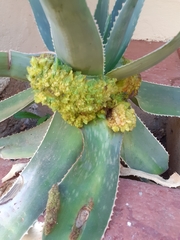 Aceria aloinis