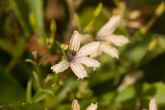 Scaevola gaudichaudiana