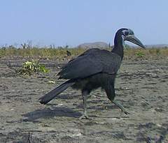 Bucorvus abyssinicus