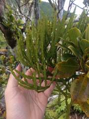 Korthalsella complanata