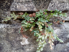 Asplenium ruta-muraria ruta-muraria