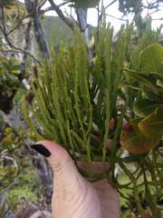 Korthalsella complanata