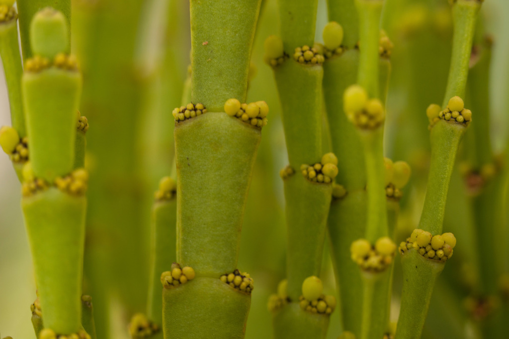 Korthalsella complanata