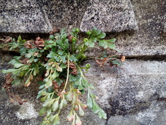Asplenium ruta-muraria ruta-muraria