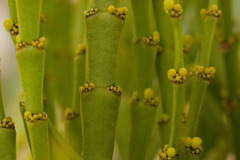 Korthalsella complanata