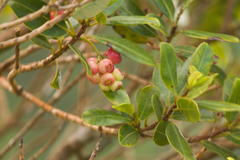 Syzygium sandwicense