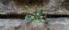 Asplenium ruta-muraria ruta-muraria