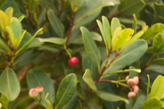Syzygium sandwicense