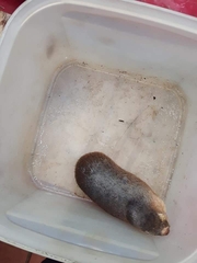 Amblysomus hottentotus