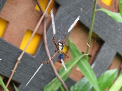 Argiope perforata